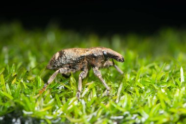 Macro Beetle bitkide