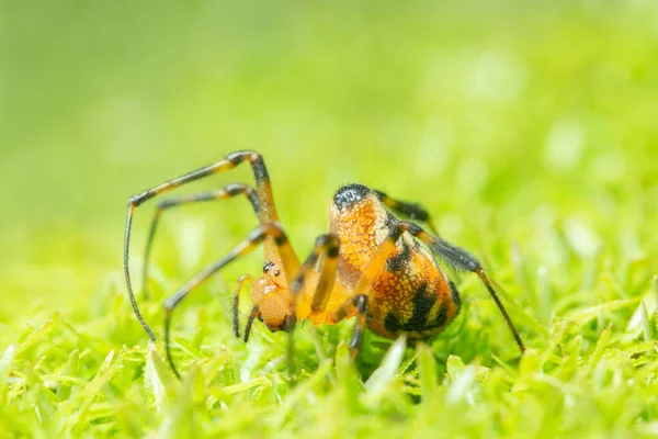 Macro Spider Grass Forest — Stock Photo, Image