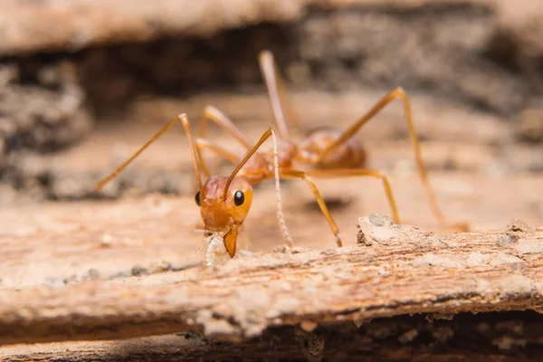 Macro Hormigas Rojas Busca Comida —  Fotos de Stock