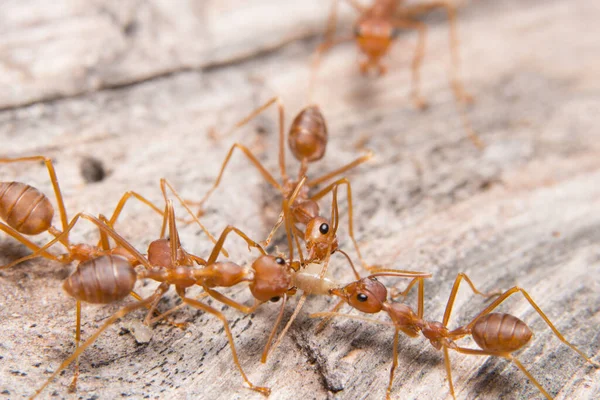 Macro Red Ants Looking Food — Stock Photo, Image
