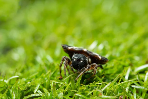 Çim Ormanındaki Macro Örümceği — Stok fotoğraf