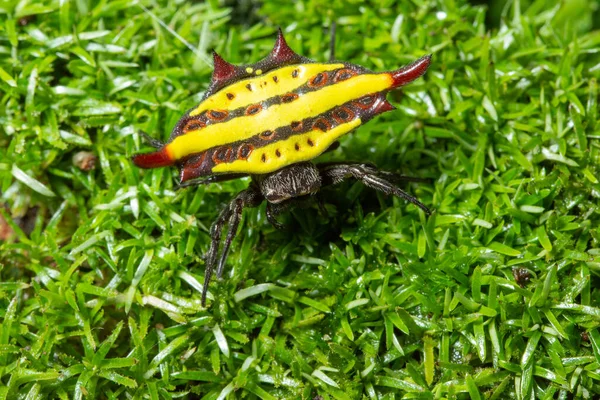 Macro Aranha Floresta Grama — Fotografia de Stock