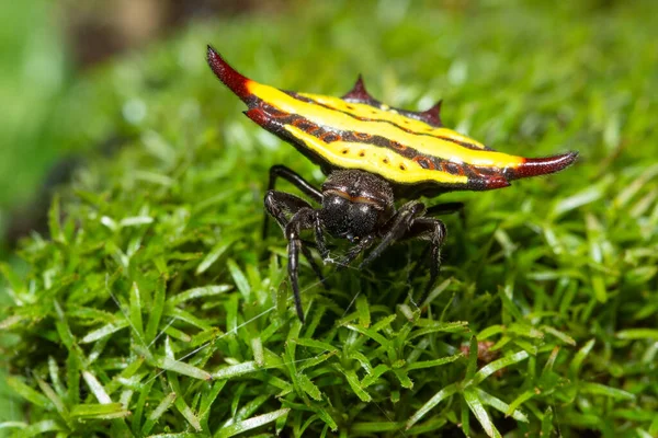 Makrospinne Auf Der Pflanze — Stockfoto