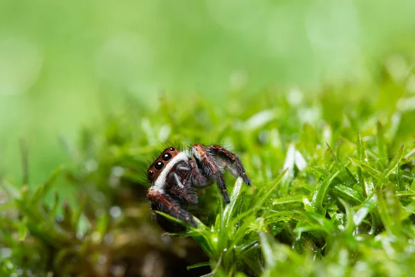 Macro spider on the plant