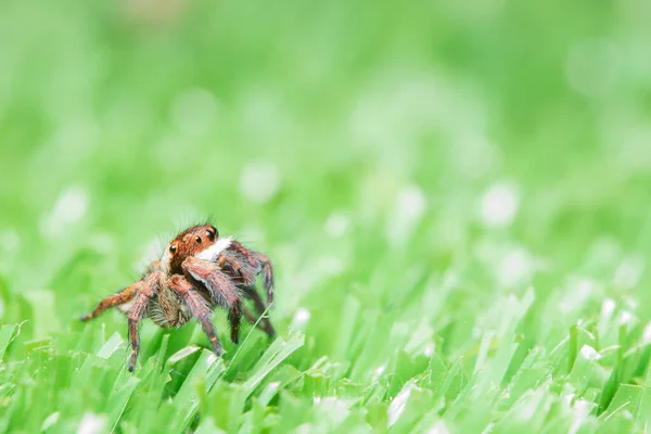 植物上的巨蜘蛛 — 图库照片