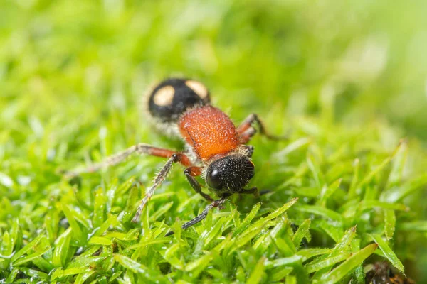 Macro Formigas Plantas — Fotografia de Stock