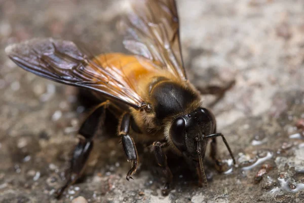 Bee Macro Está Buscando Comida —  Fotos de Stock