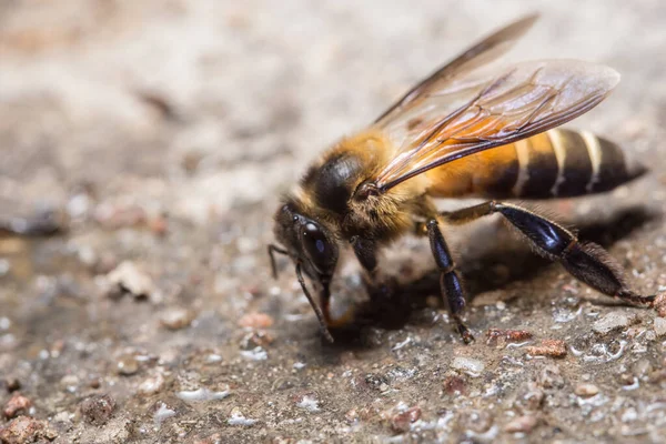 Macro bee on ground
