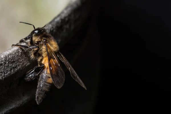 Macro bee on ground