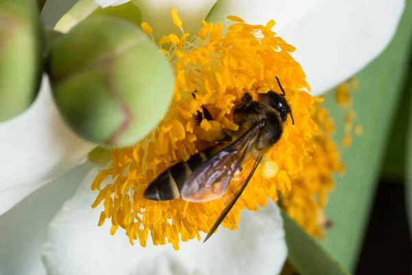 Bienen Schwärmen Von Makroblumen — Stockfoto