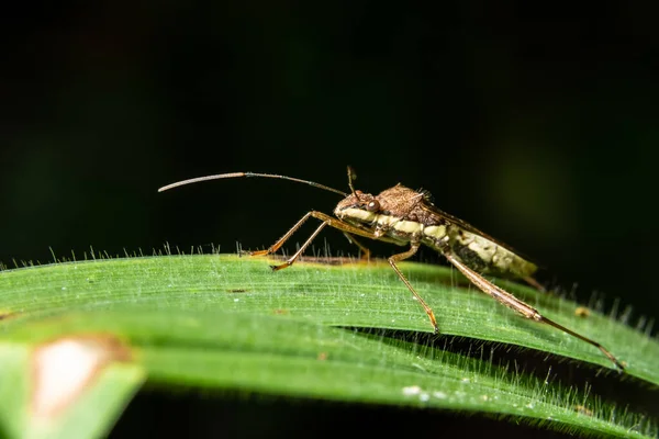 Hintergrund Makro Spinnensprung — Stockfoto