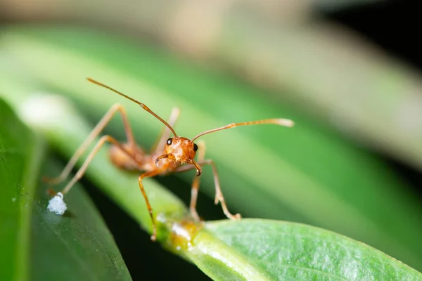 Macro Red Ant Leaf — Stock Photo, Image