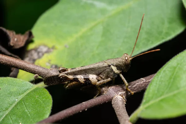 Hintergrund Makro Spinnensprung — Stockfoto