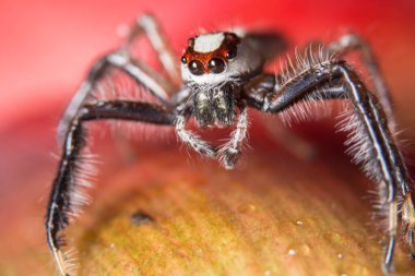 Yaprağın dalındaki Macro örümceği