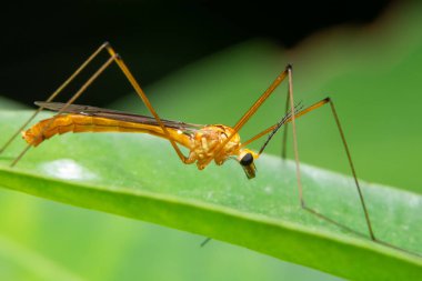 Yaprağın üzerinde makro böcek