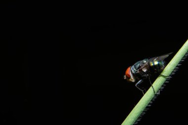 Macro fabrikada uçuyor.