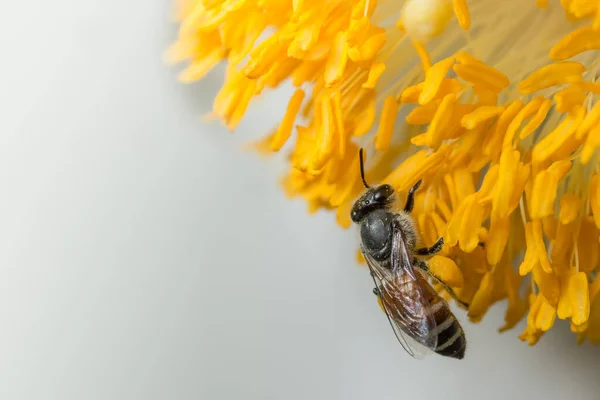 Arılar Çiçeklerde Yiyecek Bulur — Stok fotoğraf