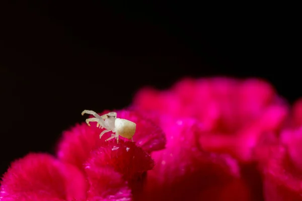 红花上的白色蜘蛛 — 图库照片