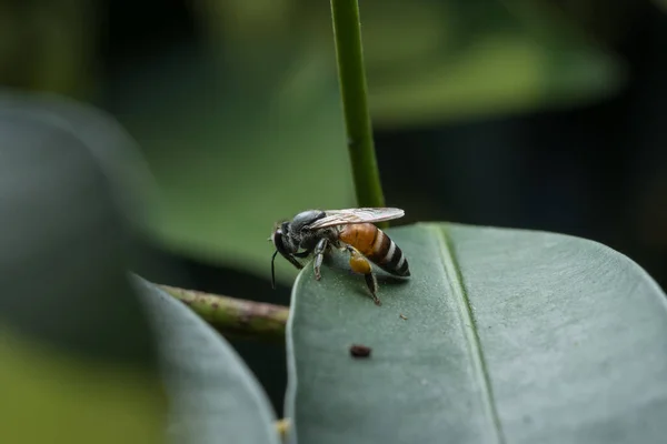 Abeja Está Una Hoja — Foto de Stock