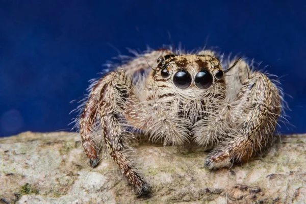 Macro Aranha Ramo Uma Folha — Fotografia de Stock