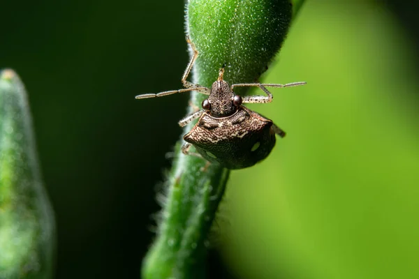 Fundo Macro Aranha Salto — Fotografia de Stock