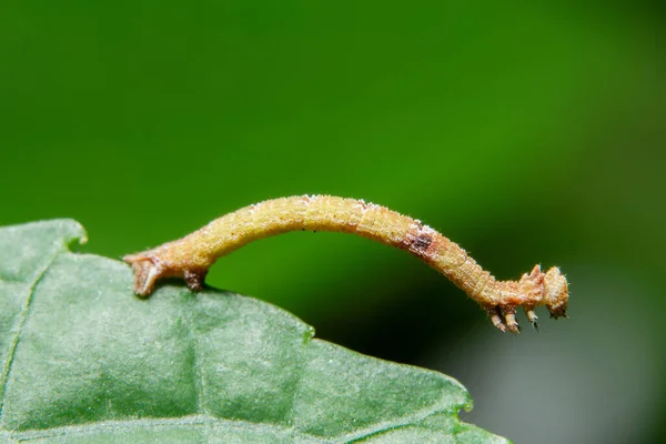 Bitkinin Üzerinde Macro Solucanı — Stok fotoğraf