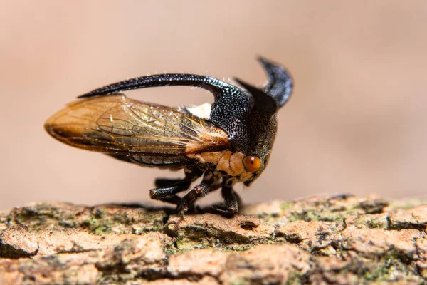 Fondo Macro Salto Araña — Foto de Stock