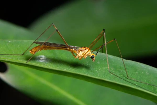 Fundo Macro Aranha Salto — Fotografia de Stock