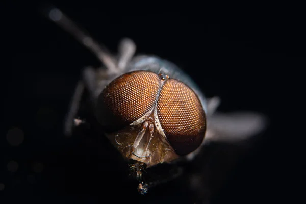 Macro Voa Planta — Fotografia de Stock