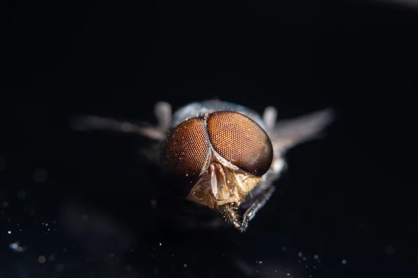 Μακρο Μύγες Στο Φυτό — Φωτογραφία Αρχείου