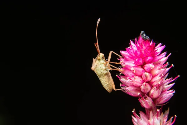 Closeup Photo Brown Assassin Bugs Leaf — Stock Photo, Image