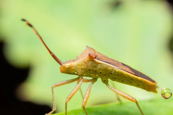 Foto Cerca Los Insectos Asesinos Marrones Hoja — Foto de Stock