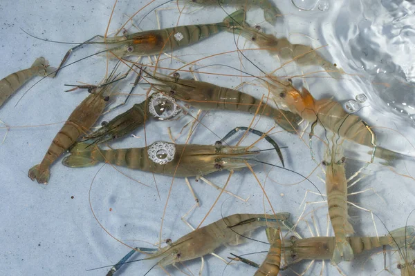 Udang Bak Mandi — Stok Foto