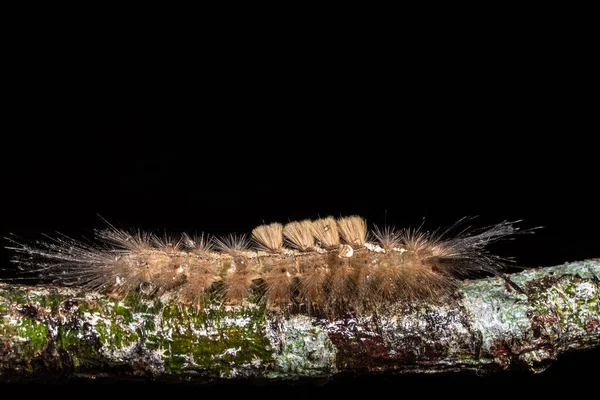 Makrowurm Auf Der Pflanze — Stockfoto