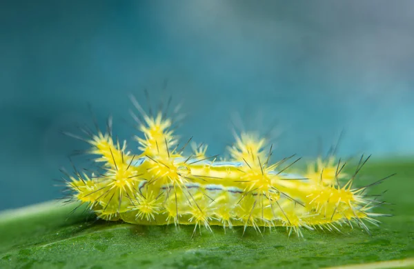 Macro Worm Plant — Stockfoto