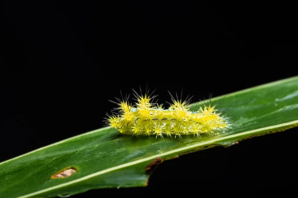 Makro Červ Rostlině — Stock fotografie