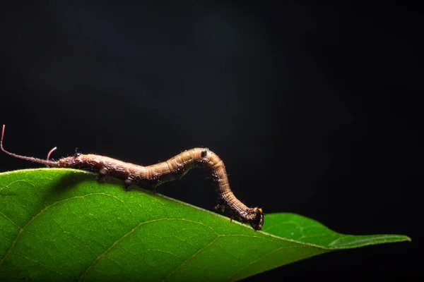 Makro Červ Rostlině — Stock fotografie