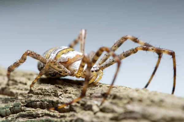 Bitkinin Üzerinde Macro Örümceği — Stok fotoğraf