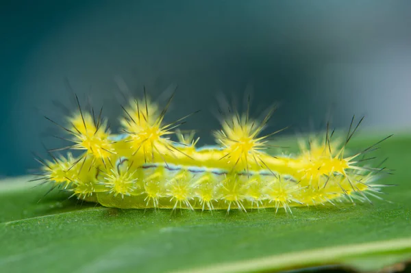 Macro Worm Plant Rechtenvrije Stockfoto's