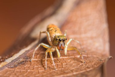 Yaprağın üzerinde Macro örümceği
