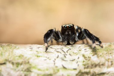 Yaprağın üzerinde Macro örümceği