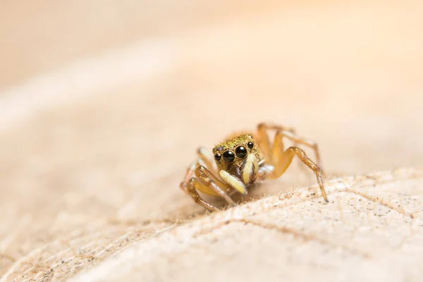 Μακρο Αράχνη Στο Φύλλο — Φωτογραφία Αρχείου