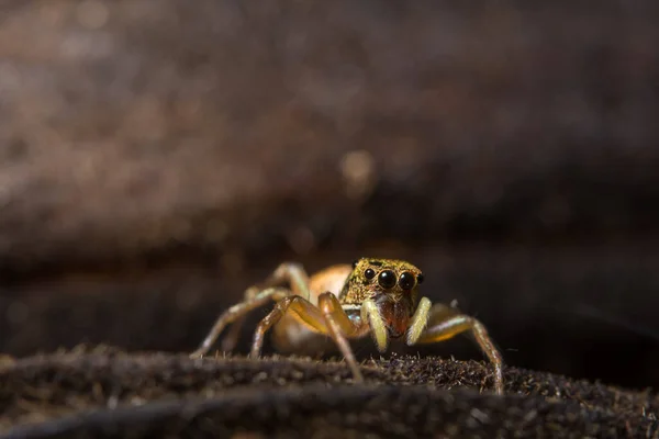 Makro Pavouk Listu — Stock fotografie