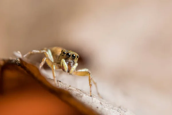 Yaprağın Üzerinde Macro Örümceği — Stok fotoğraf