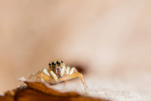 Macro Araignée Sur Une Branche Une Feuille — Photo