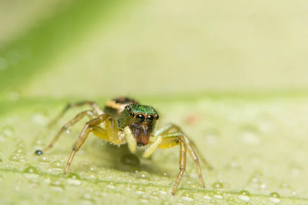 Macro spider on the leaf