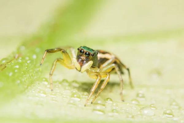 Macro Araignée Sur Feuille — Photo