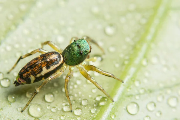 Macro spider on the leaf