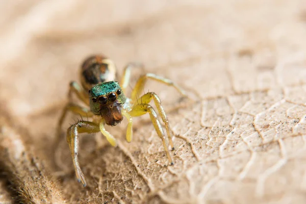 Macro Araignée Sur Feuille — Photo