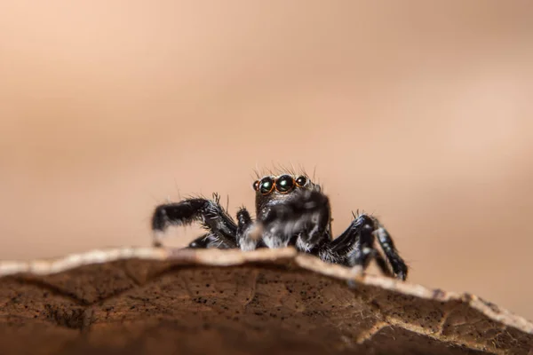 Macro Araignée Sur Feuille — Photo